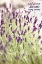 Picture of LAVENDER 2 QUOTE