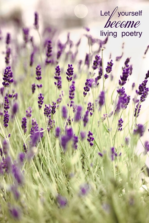 Picture of LAVENDER 2 QUOTE