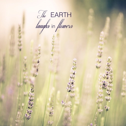 Picture of LAVENDER FIELDS QUOTE