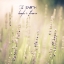 Picture of LAVENDER FIELDS QUOTE