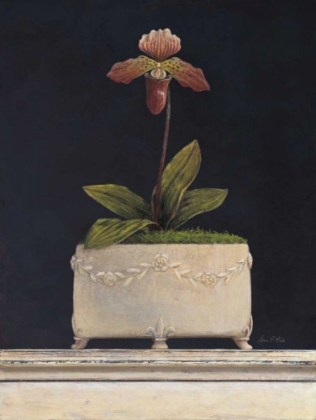 Picture of PLUM SUGAR ORCHID