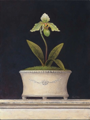 Picture of CHARTREUSE SUGAR ORCHID