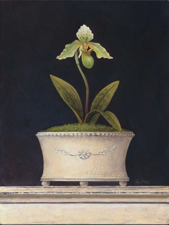 Picture of CHARTREUSE SUGAR ORCHID