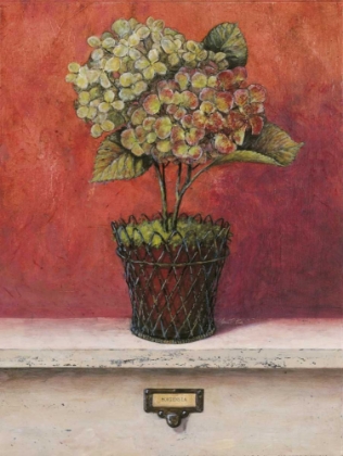 Picture of HORTENSIA STUDY