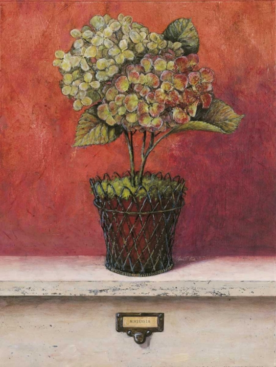 Picture of HORTENSIA STUDY