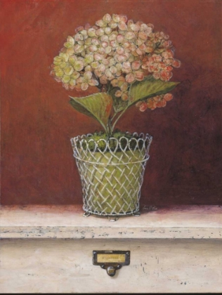 Picture of HYDRANGEA STUDY