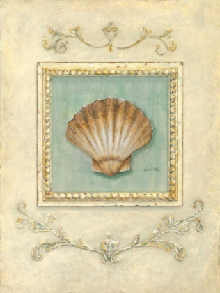 Picture of CLASSIC SCALLOP