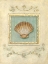 Picture of CLASSIC SCALLOP