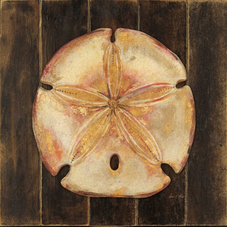 Picture of OCEAN SAND DOLLAR