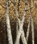 Picture of SHIMMERING BIRCHES 1