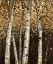 Picture of SHIMMERING BIRCHES 2