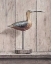 Picture of CURLEW