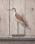 Picture of WILLET