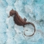 Picture of SEAHORSE FOSSIL