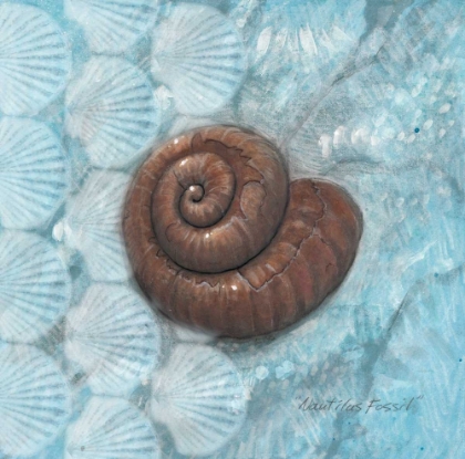Picture of NAUTILUS FOSSIL