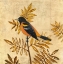 Picture of GOLDEN ORIOLE