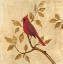 Picture of GOLDEN CARDINAL