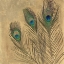 Picture of METALLIC PEACOCK FEATHERS