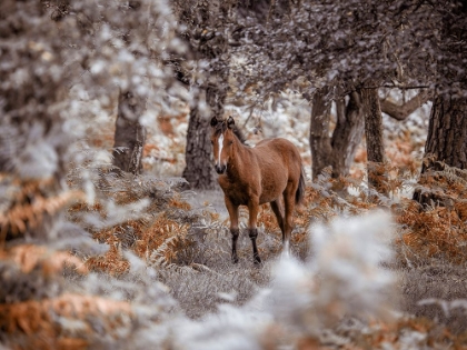 Picture of WILD HORSE, NEW FOREST