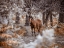 Picture of WILD HORSE, NEW FOREST