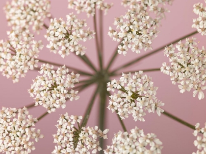 Picture of COW PARSLEY CLOSE-UP ON PINK BACKGROUND