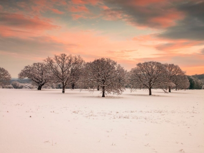Picture of TREES IN A SNOW COVERED FIELD AT DAWN