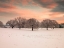 Picture of TREES IN A SNOW COVERED FIELD AT DAWN