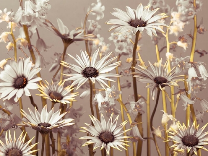 Picture of MEADOW FLOWERS
