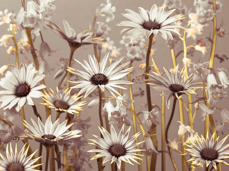 Picture of MEADOW FLOWERS