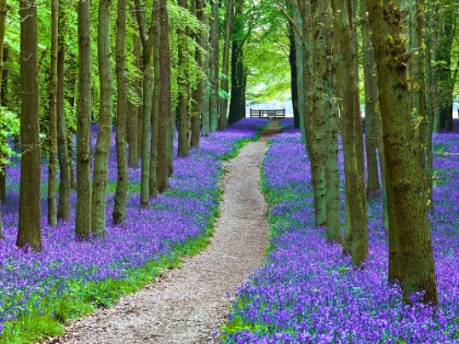 Picture of PATH IN BLUEBELL WOOD