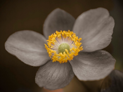 Picture of CLOSE-UP OF ANEMONE FLOWER