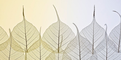 Picture of SKELETON LEAVES ON COLOURED BACKGROUND