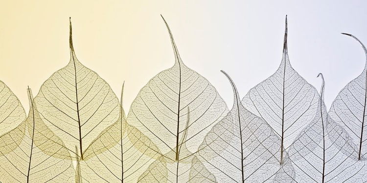 Picture of SKELETON LEAVES ON COLOURED BACKGROUND