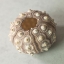 Picture of SEA URCHIN SHELL