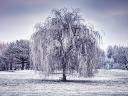 Picture of TREE COVERED IN FROST