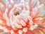 Picture of CHRYSANTHEMUM FLOWER, EXTREME, CLOSE-UP
