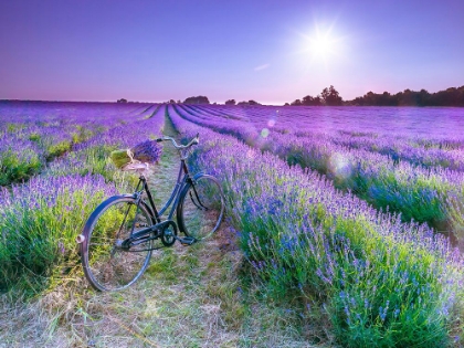 Picture of BICYCLE WITH FLOWERS IN A LAVENDER FIELD