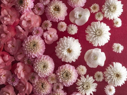 Picture of DAHLIA FLOWERS, FULL FRAME
