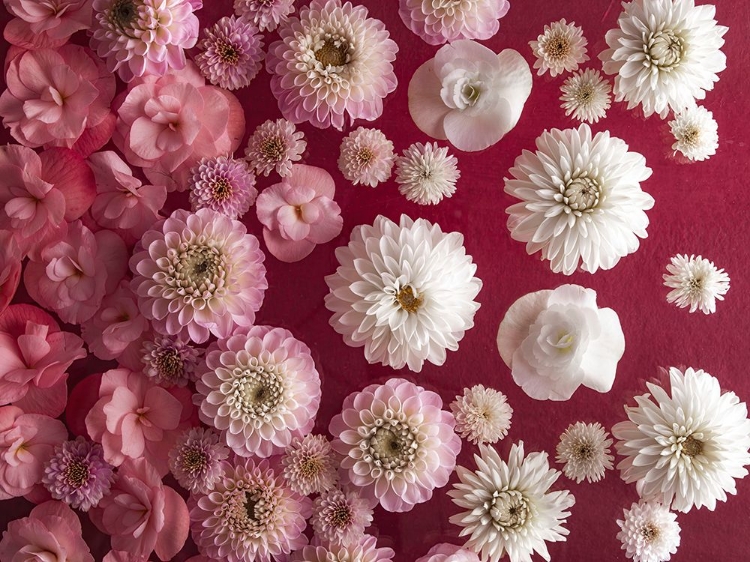 Picture of DAHLIA FLOWERS, FULL FRAME