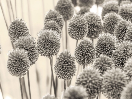 Picture of ALLIUM FLOWERS