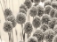 Picture of ALLIUM FLOWERS