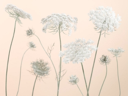 Picture of COW PARSLEY FLOWERS ON COLOURED BACKGROUND