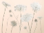 Picture of COW PARSLEY FLOWERS ON COLOURED BACKGROUND