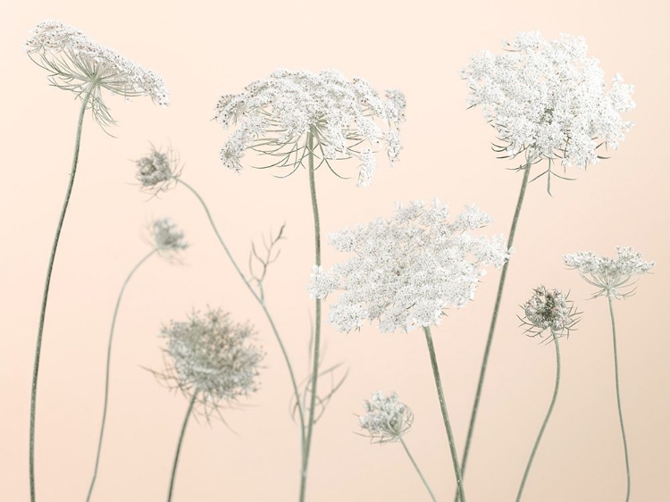 Picture of COW PARSLEY FLOWERS ON COLOURED BACKGROUND