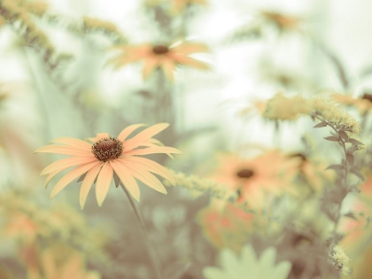 Picture of CONE FLOWERS