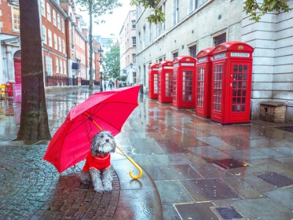 Picture of DOG WITH UMBRELLA ON LONDON CITY STREET