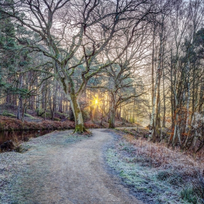 Picture of CANAL IN COUNTRYSIDE WITH TREES AND PATHWAY