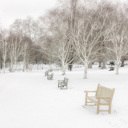 Picture of HYDE PARK DURING WINTER, LONDON, UK
