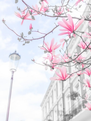 Picture of MAGNOLIA FLOWERS