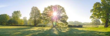 Picture of SUN SHINING THROUGH TREES IN NEW FOREST, HAMPSHIRE, UK